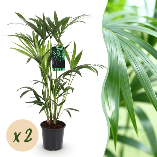 "Zimmerpflanze - Howea Forsteriana - Kentia Palme - Wenig Pflege - Grün - 2 Pflanzen - Topf 19cm - Höhe 80-85cm image"
