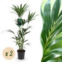 Zimmerpflanze - Howea Forsteriana - Kentia Palme - Wenig Pflege - Grün - 2 Pflanzen - Topf 21cm - Höhe 120-130cm