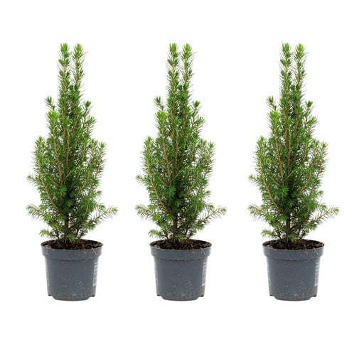 "Weihnachtsbaum 3er-Set (Mini) – winterharter Nadelbaum, Höhe ca. 30 cm image"