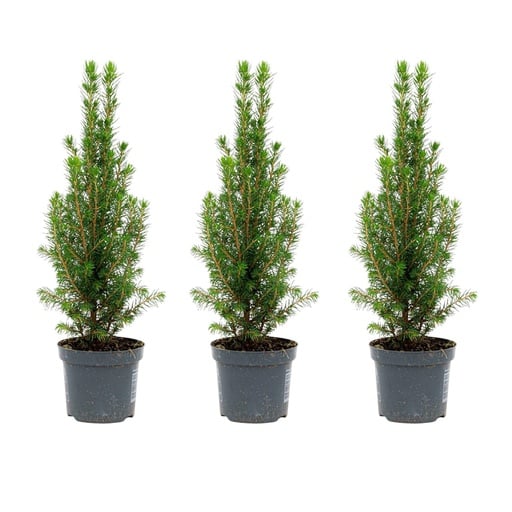 "Zuckerhutfichte 'Perfecta' 3er-Set (Picea glauca) – winterhartes Nadelgehölz, Höhe ca. 25–30 cm image"