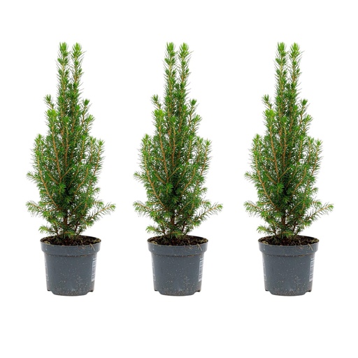"Zuckerhutfichte 'Perfecta' 3er-Set (Picea glauca) – winterhartes Nadelgehölz, Höhe ca. 25–30 cm image"
