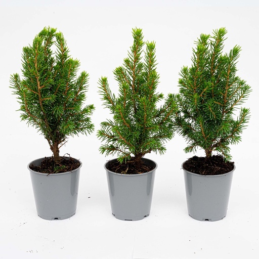 "3x Mini-Weihnachtsbaum - ↑15-20 cm - Ø 6 cm Picea Glauca Perfecta image"
