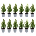 12x Mini-Weihnachtsbaum - ↑15-20 cm - Ø 6 cm Picea Glauca Perfecta