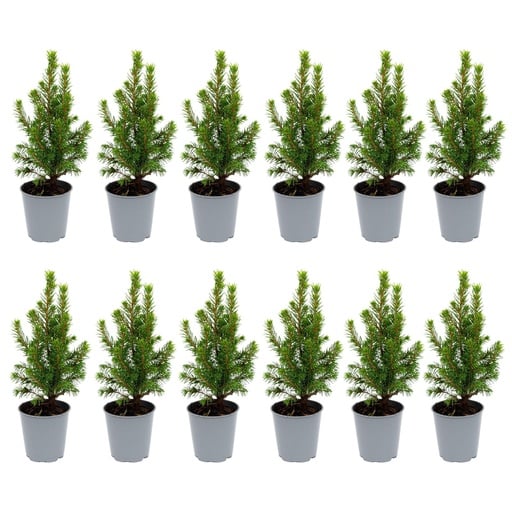 Mini-Weihnachtsbaum 12er-Set, Topf-Ø 6 cm, Höhe ca. 20 cm