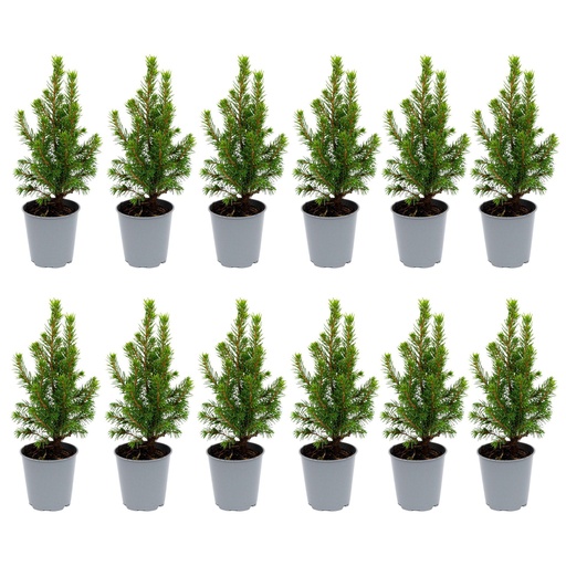 "12x Mini-Weihnachtsbaum - ↑15-20 cm - Ø 6 cm Picea Glauca Perfecta image"