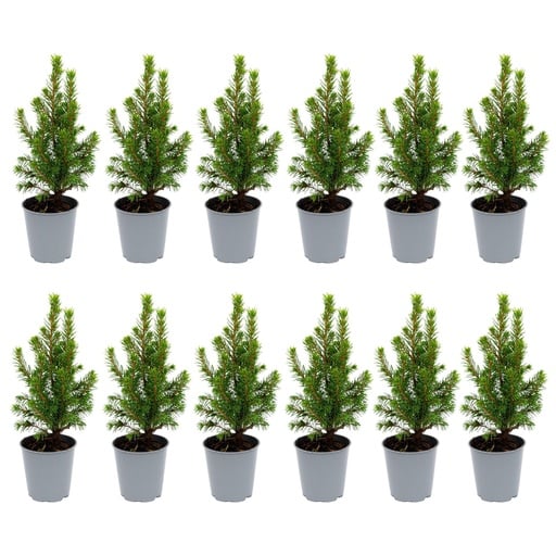 "12x Mini-Weihnachtsbaum - ↑15-20 cm - Ø 6 cm Picea Glauca Perfecta image"