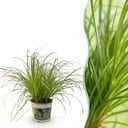 Zimmerpflanze - Cyperus alternifolius Zumula - Katzenpflanze - Haustierfreundliche Pflanze - Grün - 1 Pflanze - Topf 12cm - Höhe 20cm
