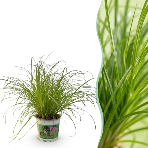 "Zimmerpflanze - Cyperus alternifolius Zumula - Katzenpflanze - Haustierfreundliche Pflanze - Grün - 1 Pflanze - Topf 12cm - Höhe 20cm image"