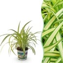 Zimmerpflanze - Chlorophytum comosum Variegatum - Bunte Graslilie - Haustierfreundliche Pflanze - Grün - 1 Pflanze - Topf 12cm - Höhe 20cm