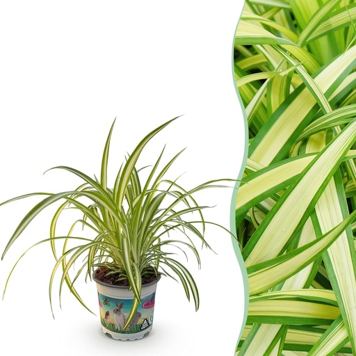 "Zimmerpflanze - Chlorophytum comosum Variegatum - Bunte Graslilie - Haustierfreundliche Pflanze - Grün - 1 Pflanze - Topf 12cm - Höhe 20cm image"