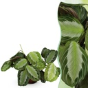 Zimmerpflanze - Maranta Fascinator Silverband - Gebetspflanze - Haustierfreundliche Pflanze - Grün - 1 Pflanze - Topf 12cm - Höhe 25cm