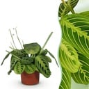 Zimmerpflanze - Maranta Fascinator Lemon Lime - Gebetspflanze - Haustierfreundliche Pflanze - Grün - 1 Pflanze - Topf 12cm - Höhe 25cm