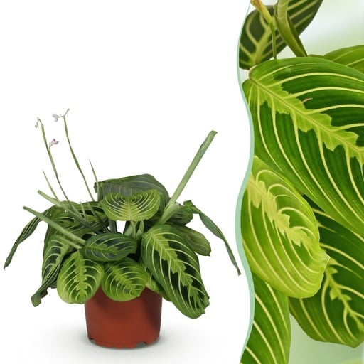 "Pfeilwurz 'Lemon Lime' (Maranta) – pflegeleichte Zimmerpflanze, Topf-Ø 12 cm, Höhe ca. 25 cm image"