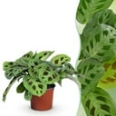 Zimmerpflanze - Maranta Fascinator Kerchoveana - Zebrapflanze - Haustierfreundliche Pflanze - Grün - 1 Pflanze - Topf 12cm - Höhe 25cm