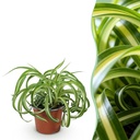 Zimmerpflanze - Chlorophytum comosum Bonnie - Lockige Graslilie - Haustierfreundliche Pflanze - Grün - 1 Pflanze - Topf 12cm - Höhe 20cm