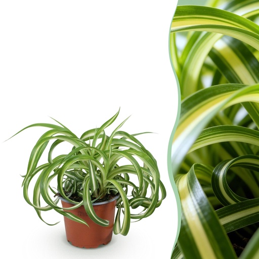 "Zimmerpflanze - Chlorophytum comosum Bonnie - Lockige Graslilie - Haustierfreundliche Pflanze - Grün - 1 Pflanze - Topf 12cm - Höhe 20cm image"