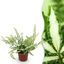 Zimmerpflanze - Pteris cretica Albolineata - Schwertfarn - Haustierfreundliche Pflanze - Grün - 1 Pflanze - Topf 12cm - Höhe 20cm