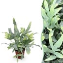 Zimmerpflanze - Phlebodium aureum Blue Star - Blaue Farn - Haustierfreundliche Pflanze - Blau - 1 Pflanze - Topf 12cm - Höhe 25cm