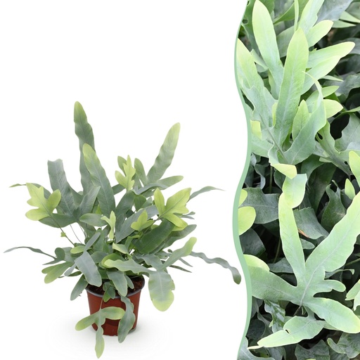 "Zimmerpflanze - Phlebodium aureum Blue Star - Blaue Farn - Haustierfreundliche Pflanze - Blau - 1 Pflanze - Topf 12cm - Höhe 25cm image"