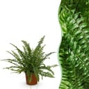 Zimmerpflanze - Nephrolepsis exaltata Green Lady - Farn - Haustierfreundliche Pflanze - Grün - 1 Pflanze - Topf 12cm - Höhe 25cm