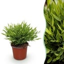 Zimmerpflanze - Bamusa Pogonatherum Monica - Bambusgras - Haustierfreundliche Pflanze - Grün - 1 Pflanze - Topf 12cm - Höhe 20cm
