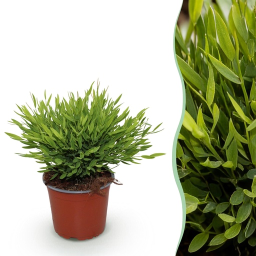 "Zimmerpflanze - Bamusa Pogonatherum Monica - Bambusgras - Haustierfreundliche Pflanze - Grün - 1 Pflanze - Topf 12cm - Höhe 20cm image"