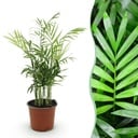 Zimmerpflanze - Chamaedorea elegans - Goldpalme - Haustierfreundliche Pflanze - Grün - 1 Pflanze - Topf 12cm - Höhe 15cm