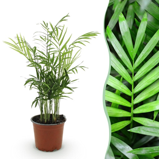 "Zimmerpflanze - Chamaedorea elegans - Goldpalme - Haustierfreundliche Pflanze - Grün - 1 Pflanze - Topf 12cm - Höhe 15cm image"