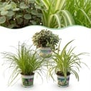 Zimmerpflanze - Cyperus - Calissia - Chlorophytum - Mix aus 3 - Haustierfreundliche Pflanzen - Grün - 3 Pflanzen - Topf 12cm - Höhe 20cm