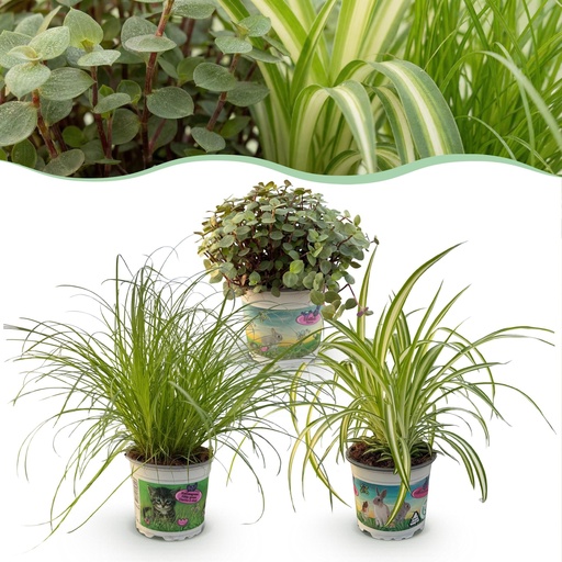 "Houseplant - Cyperus - Calissia - Chlorophytum - Mix of 3 - Pet-friendly plants - Green - 3 plants - 12cm pot - Height 20cm image"