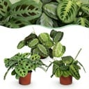 Zimmerpflanze - Marantha Silverband, Marantha Lemon Lime Marantha Kerchoveana - Gebetspflanze - Haustierfreundliche Pflanze - Grün - 3 Pflanzen - Topf 12cm - Höhe 25cm