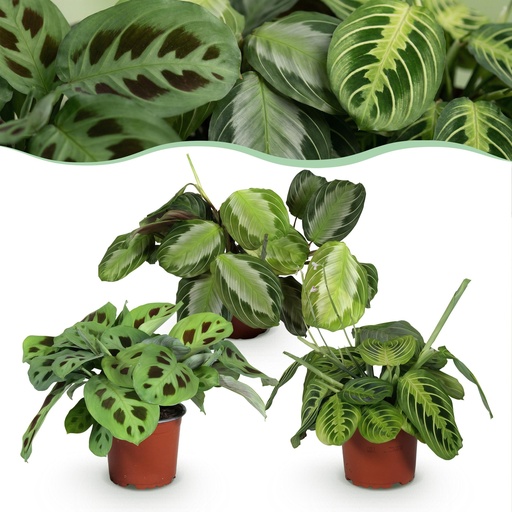 "Zimmerpflanze - Marantha Silverband, Marantha Lemon Lime Marantha Kerchoveana - Gebetspflanze - Haustierfreundliche Pflanze - Grün - 3 Pflanzen - Topf 12cm - Höhe 25cm image"