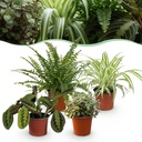 Zimmerpflanze - Chlorophytum - Maranta - Calissia - Nephrolepsis - Mix aus 4 - Haustierfreundliche Pflanzen - Grün - 4 Pflanzen - Topf 12cm - Höhe 25cm
