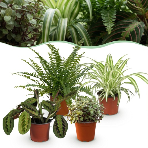 "Zimmerpflanze - Chlorophytum - Maranta - Calissia - Nephrolepsis - Mix aus 4 - Haustierfreundliche Pflanzen - Grün - 4 Pflanzen - Topf 12cm - Höhe 25cm image"