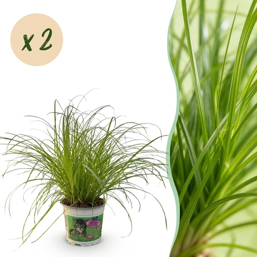 "Zimmerpflanze - Cyperus alternifolius Zumula - Katzengras - Haustierfreundlich - Grün - 2 Pflanzen - Topf 12cm - Höhe 28-30cm image"