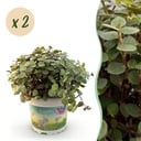 Zimmerpflanze - Calissia repens - Katzengras - Haustierfreundlich - Grün - 2 Pflanzen - Topf 12cm - Höhe 17-20cm