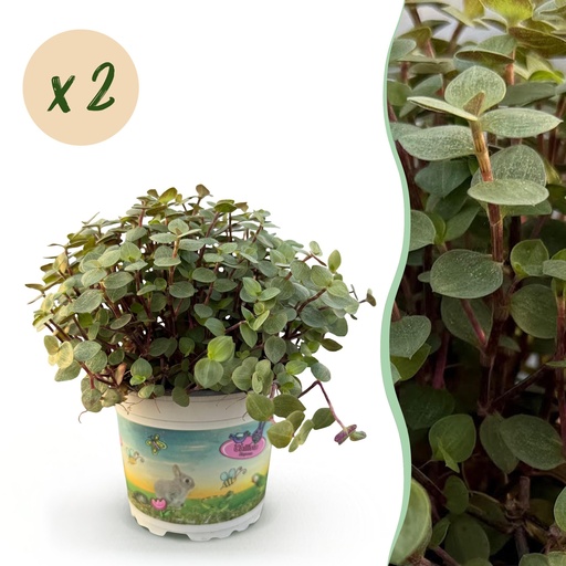 "Zimmerpflanze - Calissia repens - Katzengras - Haustierfreundlich - Grün - 2 Pflanzen - Topf 12cm - Höhe 17-20cm image"
