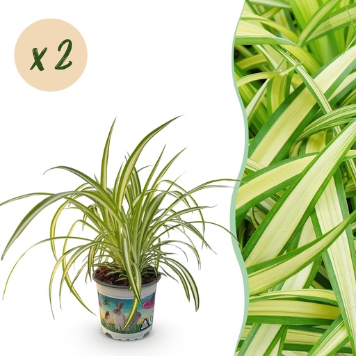 "Zimmerpflanze - Chlorophytum comosum Variegatum - Katzengras - Haustierfreundlich - Bunt - 2 Pflanzen - Topf 12cm - Höhe 25-30cm image"