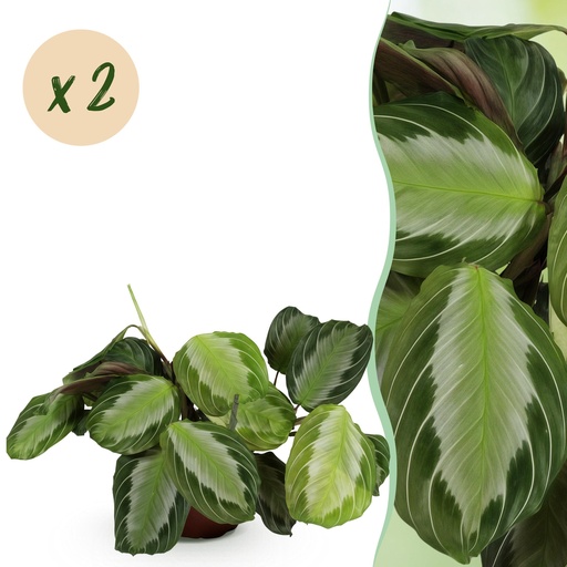 "Zimmerpflanze - Maranta Fascinator Silverband - Gebetskraut - Haustierfreundlich - Grün - 2 Pflanzen - Topf 12cm - Höhe 30-35cm image"