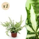 Zimmerpflanze - Pteris cretica Albolineata - Streifenfarn - Haustierfreundlich - Bunt - 2 Pflanzen - Topf 12cm - Höhe 28-30cm