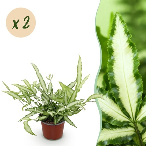 "Zimmerpflanze - Pteris cretica Albolineata - Streifenfarn - Haustierfreundlich - Bunt - 2 Pflanzen - Topf 12cm - Höhe 28-30cm image"