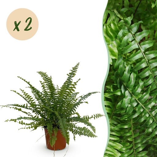 "Zimmerpflanze - Nephrolepsis exaltata Green Lady - Farn - Haustierfreundlich - Grün - 2 Pflanzen - Topf 12cm - Höhe 28-30cm image"
