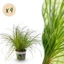 Zimmerpflanze - Cyperus alternifolius Zumula - Katzengras - Haustierfreundlich - Grün - 4 Pflanzen - Topf 12cm - Höhe 28-30cm