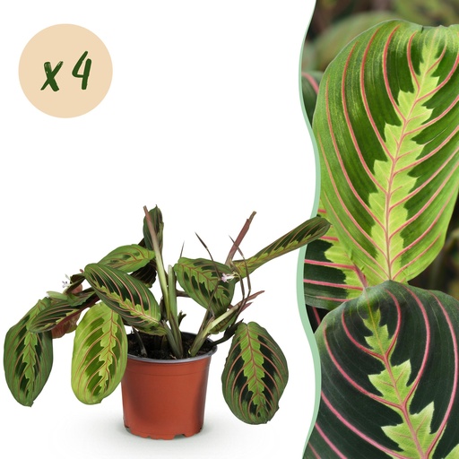 "Zimmerpflanze - Maranta Fascinator Tricolour - Gebets Pflanze - Haustierfreundlich - Grün - 4 Pflanzen - Topf 12cm - Höhe 30-35cm image"