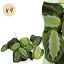 Zimmerpflanze - Maranta Fascinator Silverband - Gebetspflanze - Haustierfreundlich - Grün - 4 Pflanzen - Topf 12cm - Höhe 30-35cm