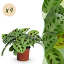 Zimmerpflanze - Maranta Fascinator Kerchoveana - Gebetsblatt - Haustierfreundlich - Grün - 4 Pflanzen - Topf 12cm - Höhe 30-35cm