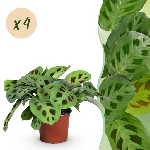 "Zimmerpflanze - Maranta Fascinator Kerchoveana - Gebetsblatt - Haustierfreundlich - Grün - 4 Pflanzen - Topf 12cm - Höhe 30-35cm image"
