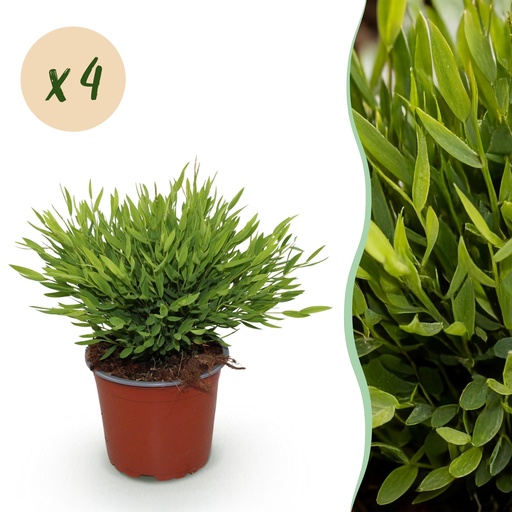 "Zimmerpflanze - Bamusa Pogonatherum Monica - Bambusgras - Haustierfreundlich - Grün - 4 Pflanzen - Topf 12cm - Höhe 30-35cm image"