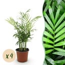 Zimmerpflanze - Chamaedorea elegans - Goldpalme - Haustierfreundlich - Grün - 4 Pflanzen - Topf 12cm - Höhe 35-40cm