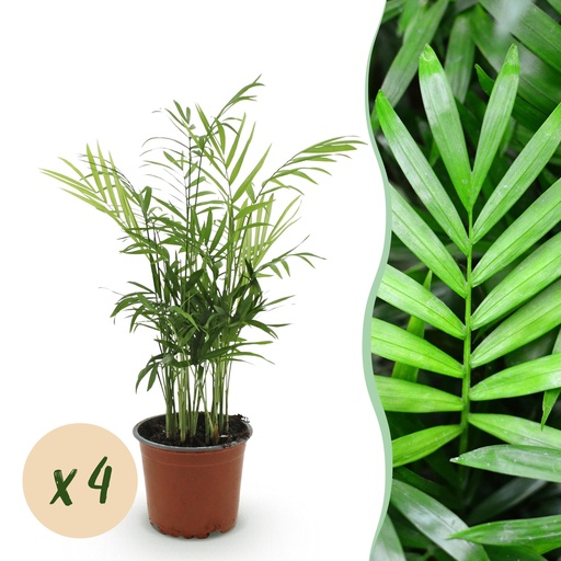 "Zimmerpflanze - Chamaedorea elegans - Goldpalme - Haustierfreundlich - Grün - 4 Pflanzen - Topf 12cm - Höhe 35-40cm image"